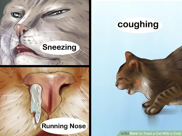 how to treat cat colds